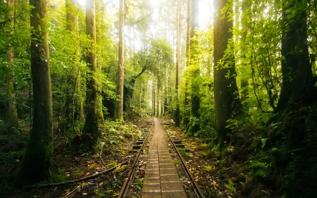 Yakushima Island